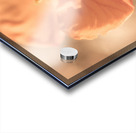 Softness And Serenity Acrylic print