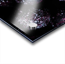 Frozen Blueberries Acrylic print