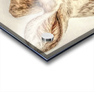 Golden Kangaroo Acrylic print