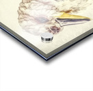 Kookaburra Perch Acrylic print