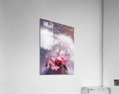 Vintage flower in the summer rain Acrylic Print