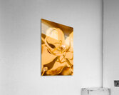 Wild orange Acrylic Print