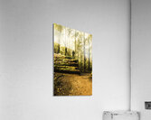 Tourist Hiking Mount Field Tasmania  Acrylic Print