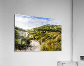 Sand dune path leading to Tasmania beach landscape Acrylic Print