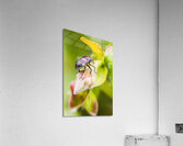 Beetle botanics Acrylic Print