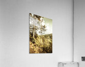 Gumtree bushland Acrylic Print