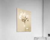 Soft pastel flower Acrylic Print