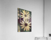 Two daisies growing in a spring garden field Acrylic Print