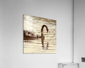 Reflective beauty Acrylic Print