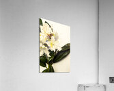 Japanese flower art Acrylic Print