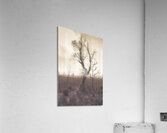 Mystery tree in a dark scary forest Acrylic Print
