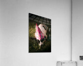 Partied out party animal Acrylic Print