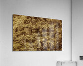 Woodland walk Acrylic Print