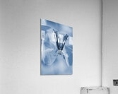 Blue spring Acrylic Print