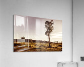 Freycinet bushland background Acrylic Print