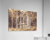 Wild ways Acrylic Print