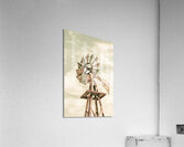 Australian Aermotor windmill Acrylic Print