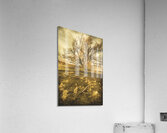 Dead tree in seasons bare Acrylic Print