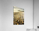 Lillico Beach Tasmania Acrylic Print