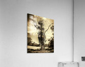 Mourning tree Acrylic Print
