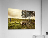 Tasmanian Country Farm Details Acrylic Print