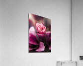 Sparaxis Grandiflora flower macro Acrylic Print