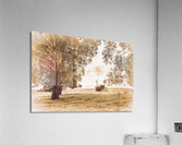 Old farmstead shack Acrylic Print