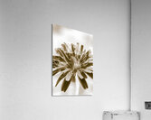 Beige n bloom Acrylic Print