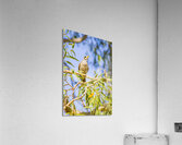 Noisy Minor Acrylic Print