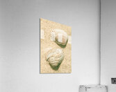 Pastel pacific Acrylic Print