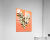 Fallen Acrylic Print