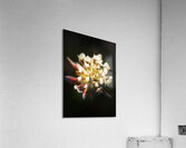 Wild darkness Acrylic Print