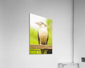 Bush Kookaburra  Acrylic Print