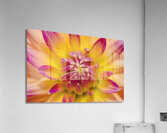 Beautiful colourful flower macro. Spring beauty Acrylic Print