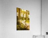 Trailing tales and forest footpaths Acrylic Print