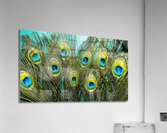 Exoticism  Acrylic Print