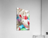 In quill colors Acrylic Print