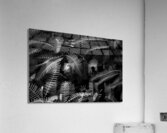 Ferns by the river Acrylic Print