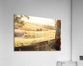 Sun drenched country Acrylic Print