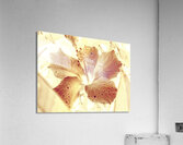 Hi-biscus Acrylic Print