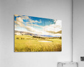 Fields of Plenty Acrylic Print