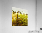 Table Cape Lighthouse Acrylic Print