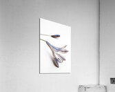 Blue Bell Agapanthus flower  Acrylic Print