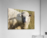 Outback Sheep Acrylic Print