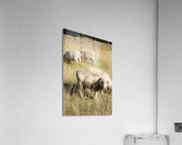 Farmyard Scene Acrylic Print