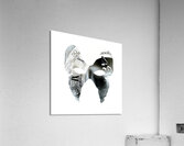 Monarchical Acrylic Print