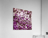 Canopies light Acrylic Print