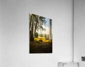 Forest tree vista Acrylic Print