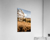 Scene from the outback Acrylic Print