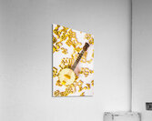 Bandjo Acrylic Print